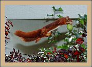 Eichh�rnchen springt mit Walnuss, Foto: Phasi