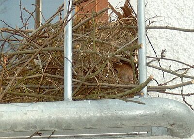 Kobel mit Euchi, Foto rdb