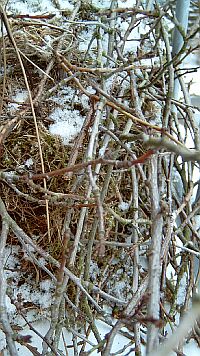 Kobel im 1. Schnee, Foto bvdb, 24.2.2005