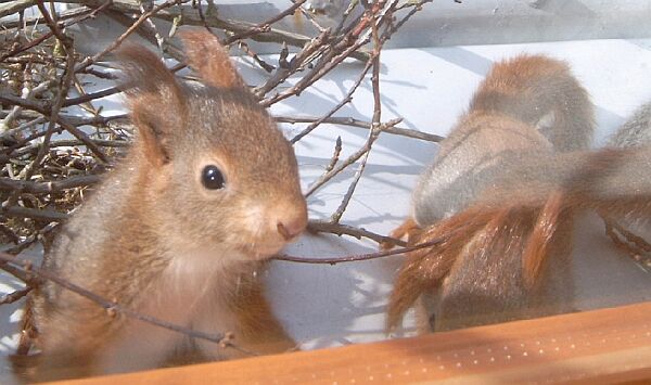 Bilder vom Nachwuchs, Foto bvdb, 16.3.2005