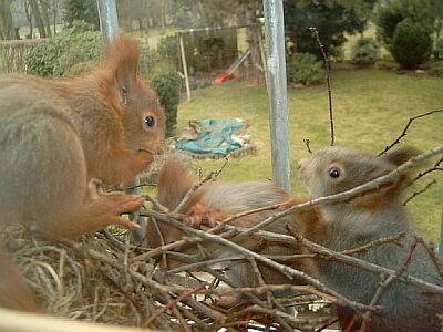 Bilder vom Nachwuchs, Foto bvdb, 18.3.2005